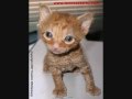 Tennessee Rex cat breed history の動画、YouTube動画。