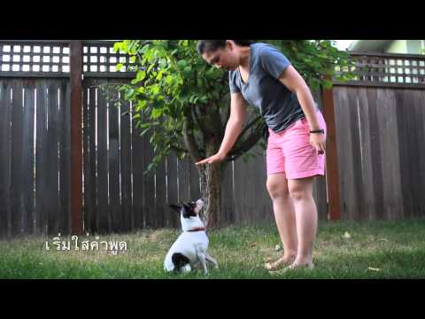 วีดีโอ: เครื่องมือฝึกสุนัขอาวุโสที่สำคัญ