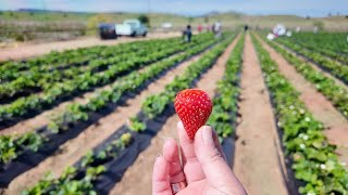 Strawberry Picking Adventure at Three Nunn Farms 🍓 | Brentwood Tractor Ride Fun!