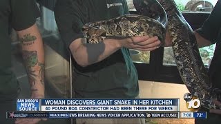 Woman discovers giant snake in her kitchen screenshot 5