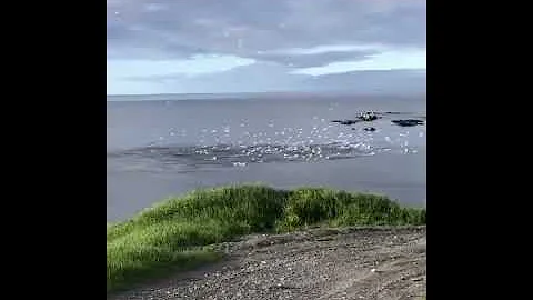 Олуши на рыбалке