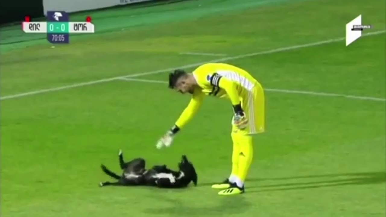 dog interrupts soccer match and this is how everyone reacted YouTube