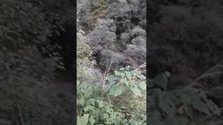 APARECIÓ EL UCUMAR EN SALTA LO GRABARON EN SAN LORENZO Un hombre bajo el usuario de