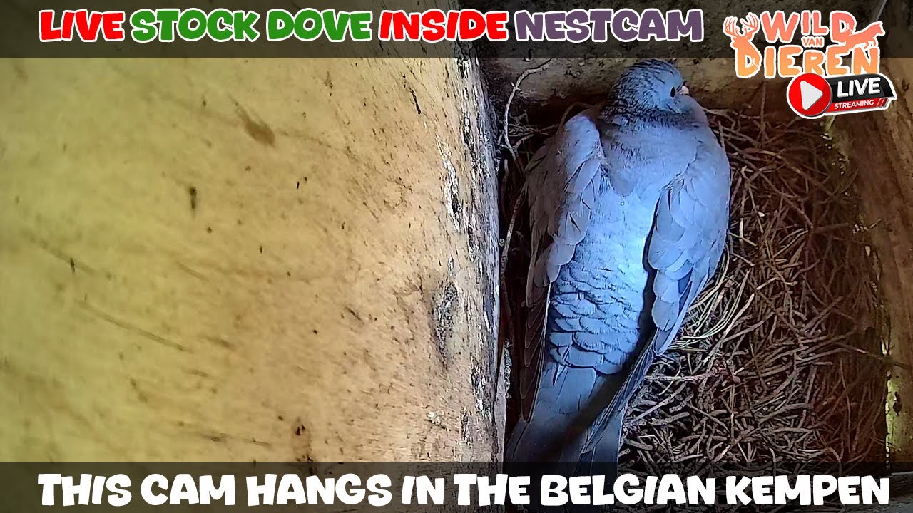 🔴 LIVE Stock Dove Nest Box Cam - Wechelderzande (Belgium)
