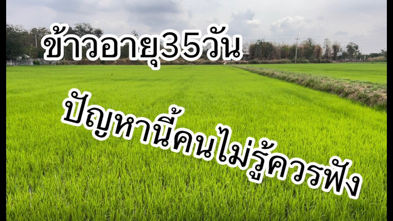 ข้าวอายุ35วันเหลืองไม่โต