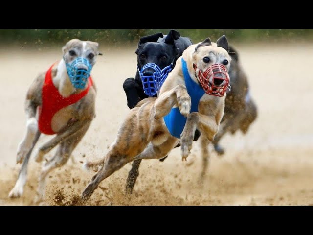 A nova vida dos galgos drogados: do inferno das corridas clandestinas para  uma família adotiva