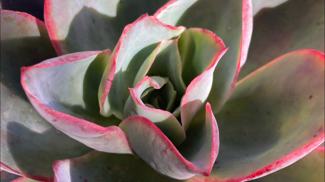 🌞Güneşin güzelleştirdikleri🌞 #sukulent #echeveria #crassula #graptoveria #güneş #sukulentbakimi 