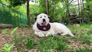 【ルンルンの裏庭】番犬中のルンルン
