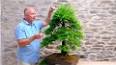 The Enchanting World of Bonsai: A Miniature Universe ile ilgili video