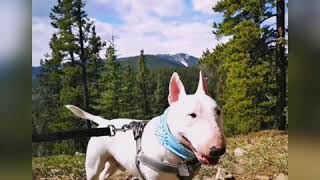 Bull Terrier Hiking Up The Prairie Mountain