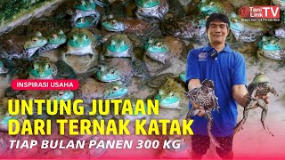 Ternak Katak Lembu (Bullfrog) Ternyata Banyak Untungnya. Irit Pakan, Tahan Penyakit, Harga Stabil