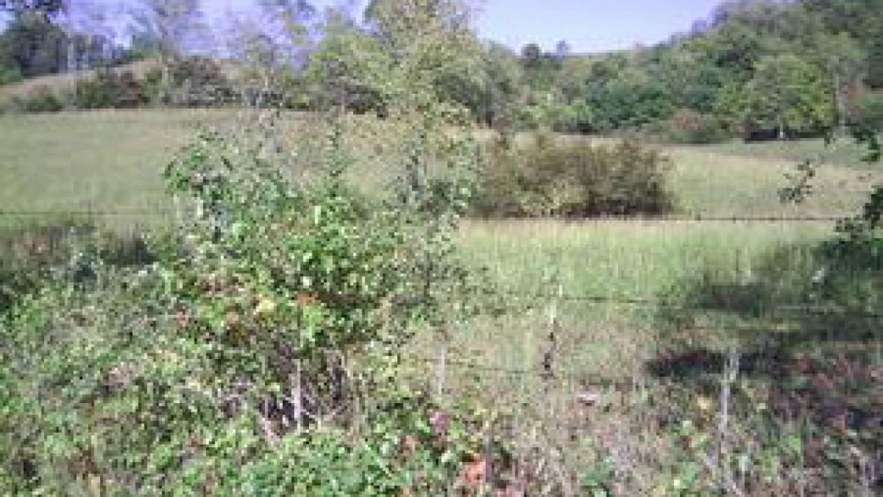 Real Estate For Sale Flatwoods, WV 249000 YouTube