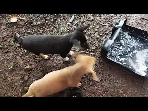 Video: Prinsip Asas Memberi Makan Anjing Dan Kucing