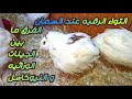 التواء الرقبه عند السمان الفرق ما بين النيوكاسل عند السمان والتواء للرقبه من الجينات 