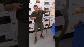 Handling The Second Most Venomous Snake On Earth