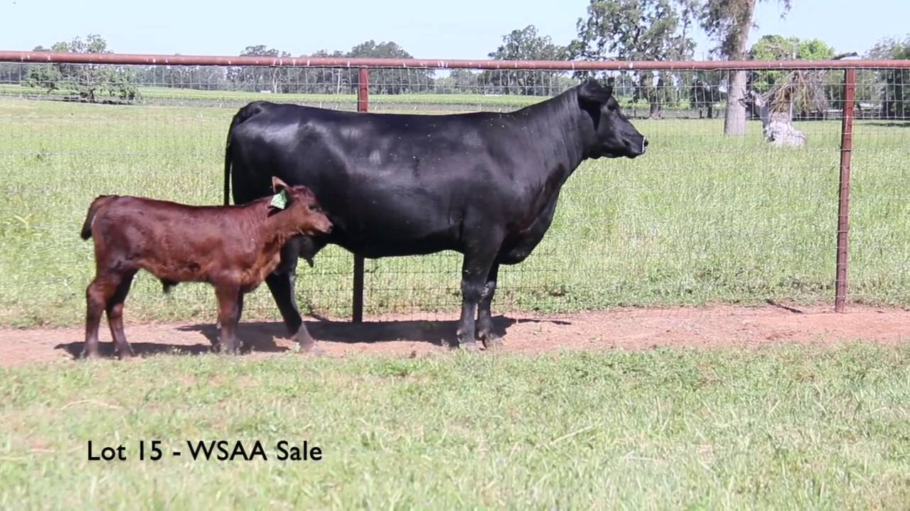 Lot 15 - WSAA Sale