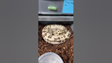 Gravid female OD Firefly Crypton Het Pied bred to a Clown Pied