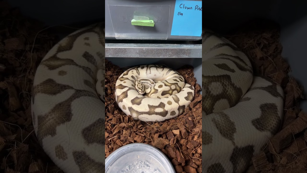 Gravid female OD Firefly Crypton Het Pied bred to a Clown Pied