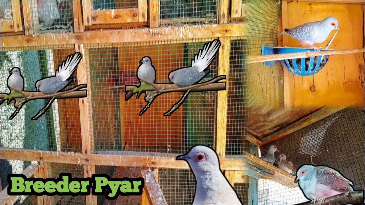 Diamond Dove Breeding Progress Tips 💗 Danish Birds Animal