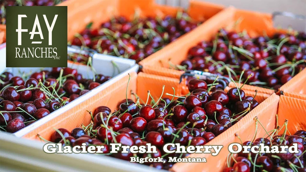 SOLD Montana Cherry Orchard for sale Glacier Fresh Cherry Orchard