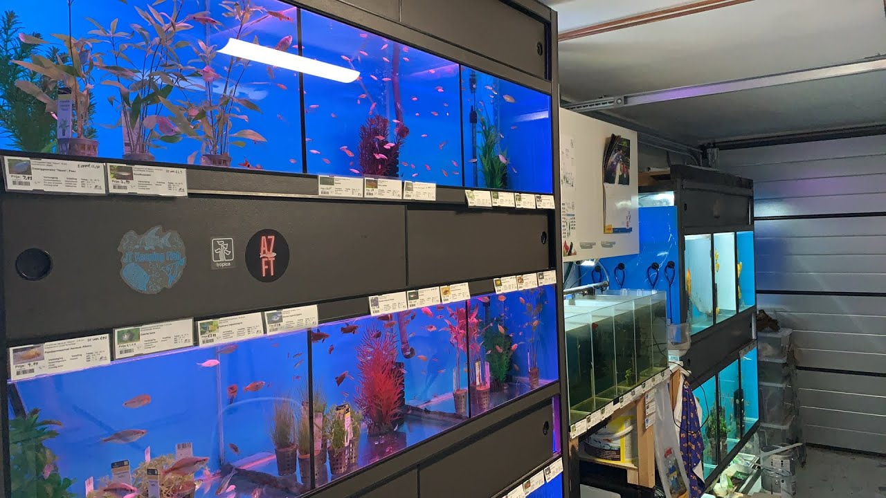 🔴 Live JT Keeping Fish // Hanging Out In The Fishroom! 🔴