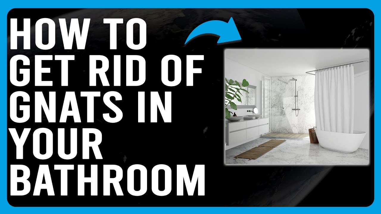 How To Get Rid Of Gnats In Your Bathroom (How To Deal With Gnats In ...