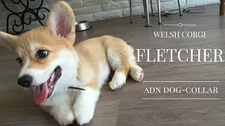 ВЕЛЬШ КОРГИ ПЕМБРОК - щенку впервые надели ошейник | PEMBROKE WELSH CORGI