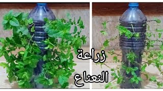 طريقة عبقرية لزراعة النعناع Mint planting