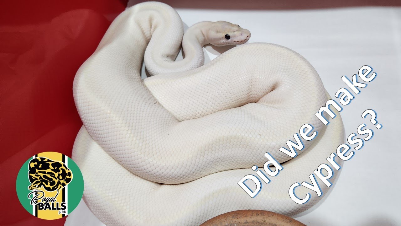 Breeding Ball Pythons; Clutch 3, Did we make Cypress?