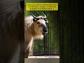 Mishmi Takin: Arunachal's Rare Mountain Beast! 🐐🏔️ #DidYouKnow #MishmiTakin #ArunachalPradesh#Animal
