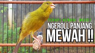 Download Lagu Kenari GACOR ngeroll PANJANG AMPUH untuk PANCINGAN \u0026 MASTERAN Kenari PAUD cepat BUNYI !! MP3
