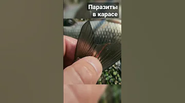 Паразиты в карасях #рыбалка #fishing #verguntv #fish #весенний_клев