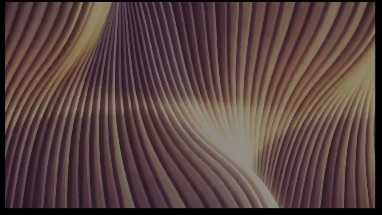 Una Hora de Serenidad Musical"