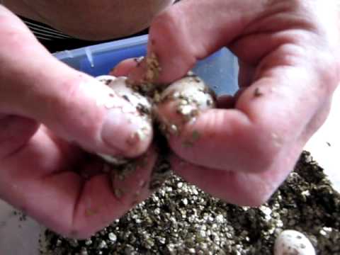trademark meaning splitting a cluster of brown snake eggs for incubation