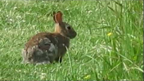 Eastern Cottontail (Sylvilagus floridanus) - June 1, 2012