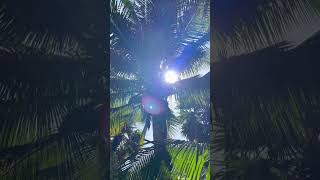 Relaxing Nature Shorts