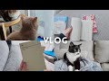 読書Vlog｜ギックリ腰なので、ひきこもって本を読む
