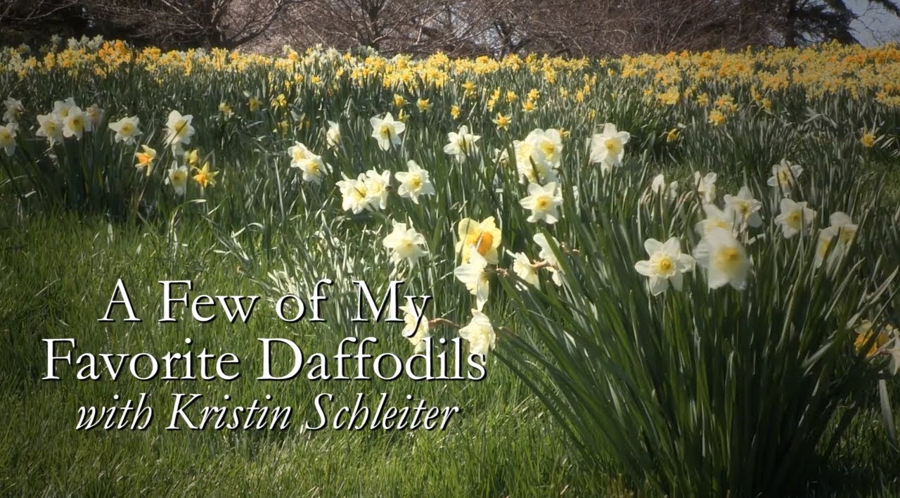 My Favorite Daffodils with Kristin Schleiter