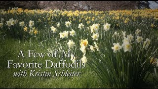 My Favorite Daffodils with Kristin Schleiter