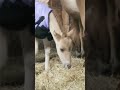Newborn Caspian foal, Cascadia Fizzlepop Berrytwist trying to convince her mom it&#39;s time to feed her