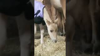 Newborn Caspian foal, Cascadia Fizzlepop Berrytwist trying to convince her mom it&#39;s time to feed her