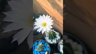 #cactus #cactusflower #flower #terracegardenindia #gardenplants #april