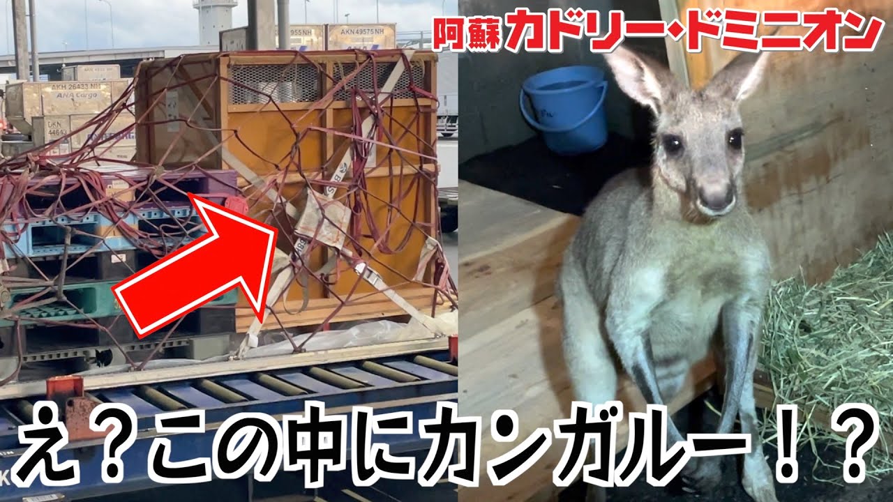 1975年製　Kangaroo®️ カンガルー　未使用 シュライヒ・カンガルー | krtek select toys