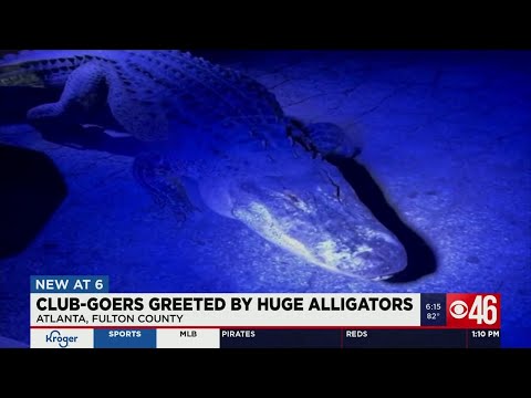 Huge alligators greet partygoers in Midtown Atlanta