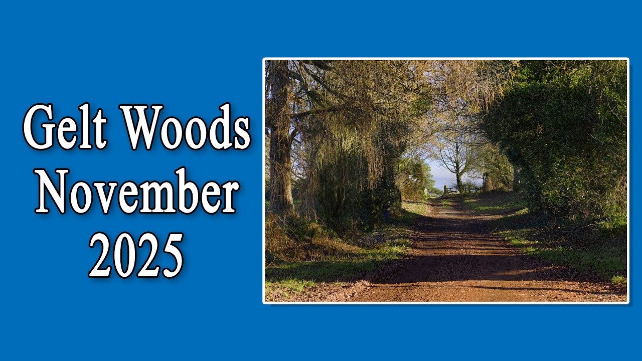 Gelt Woods November 2025