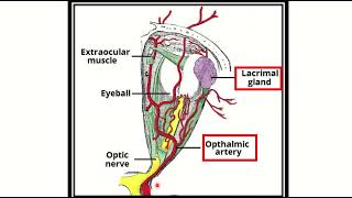 lacrimal apparatus arterial supply MRCS question solve (CRACK MRCS)