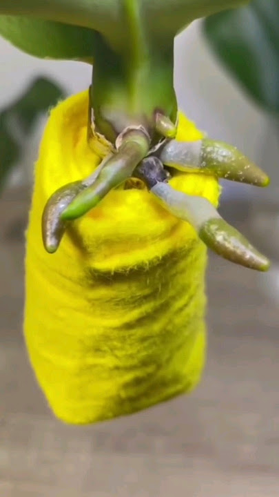 Anita Case bilan porno U onasining mast dostini eshakda sikadi.