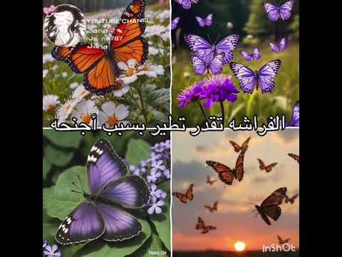 الفكره ز ق نطالب بطرد الاوتاكو لليابان  فكرتي تسليك تانجيرو لجنى نيزوكو لجنى