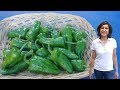 Growing Spanish Padron Peppers with actual results - part 2