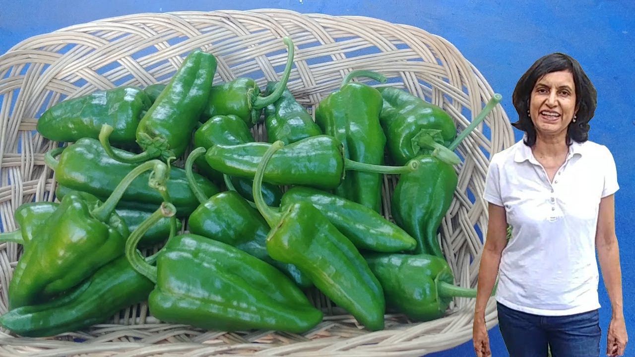 Growing Spanish Padron Peppers with actual results part 2 YouTube